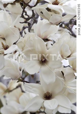 ハクモクレンの白い花が咲いています。学名はMagnolia denudataです。 92490346