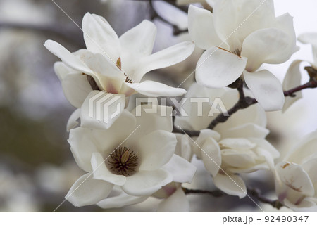 ハクモクレンの白い花が咲いています。学名はMagnolia denudataです。 92490347