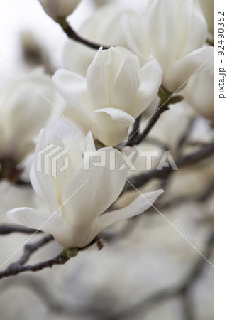 ハクモクレンの白い花が咲いています。学名はMagnolia denudataです。 92490352