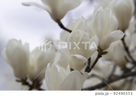 ハクモクレンの白い花が咲いています。学名はMagnolia denudataです。 92490353