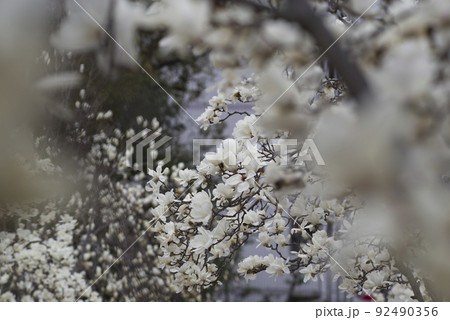 ハクモクレンの白い花が咲いています。学名はMagnolia denudataです。 92490356