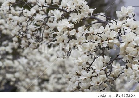 ハクモクレンの白い花が咲いています。学名はMagnolia denudataです。 ハクモクレンの白い花が咲いています。学名はMagnolia denudataです。 92490357