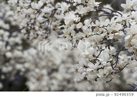 ハクモクレンの白い花が咲いています。学名はMagnolia denudataです。 92490359