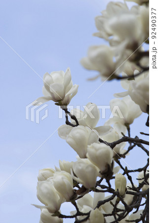 青空の下にハクモクレンの白い花が咲いています。学名はMagnolia denudataです。 92490377