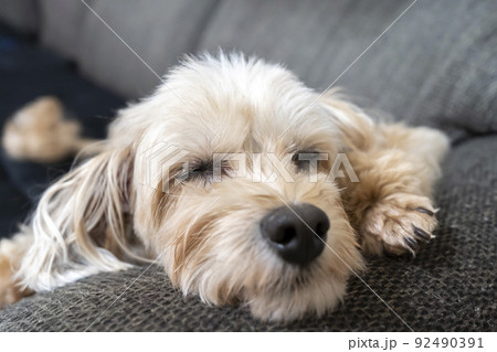 ソファーで眠るマルプー　かわいい小型犬 92490391