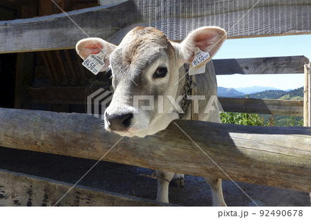 Young calf in the Bavarian mountains, Germany Young calf in the Bavarian mountains, Germany 92490678