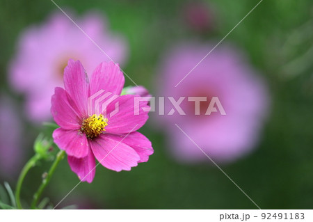 秋風に揺れて咲く 92491183