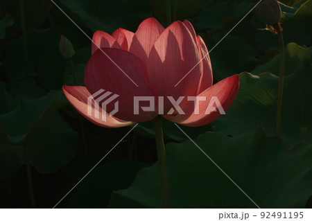 開花した古代蓮の花 開花した古代蓮の花 92491195