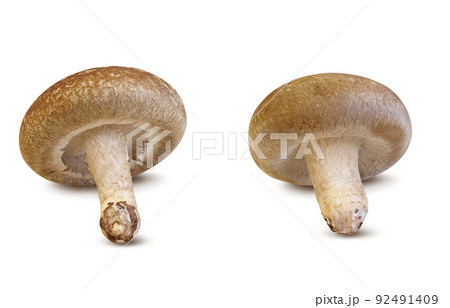 しいたけ 椎茸 イラスト リアル セット しいたけ 椎茸 イラスト リアル セット 92491409
