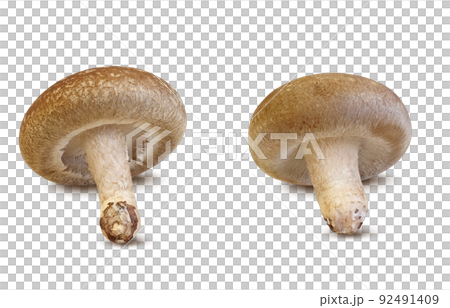 Shiitake Shiitake Illustration Real Set Shiitake Shiitake Illustration Real Set 92491409