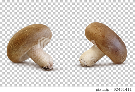 Shiitake Shiitake Illustration Real Set Shiitake Shiitake Illustration Real Set 92491411