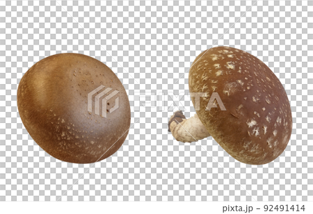 Shiitake Shiitake Illustration Real Set Shiitake Shiitake Illustration Real Set 92491414