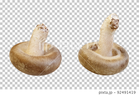 Shiitake Shiitake Illustration Real Set Shiitake Shiitake Illustration Real Set 92491419