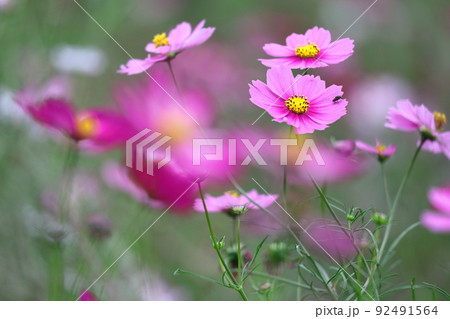 秋風に揺れて咲く 92491564