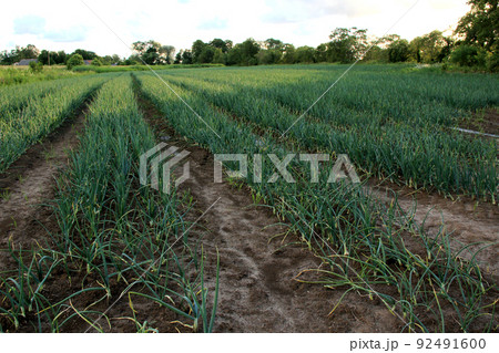 farm of green onions farm of green onions 92491600