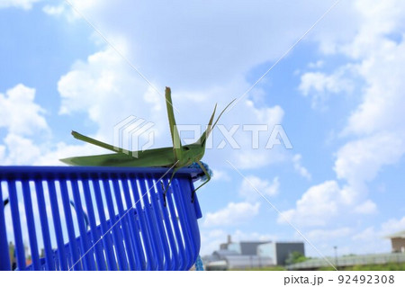 虫かごから飛び出すショウリョウバッタ 92492308
