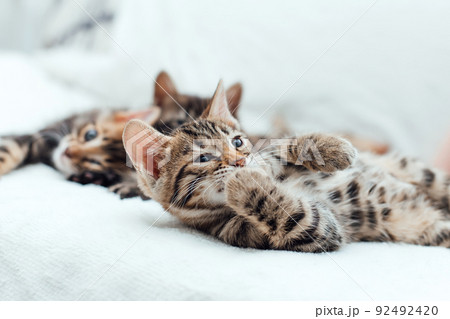 Little bengal kitten on the white fury blanket 92492420
