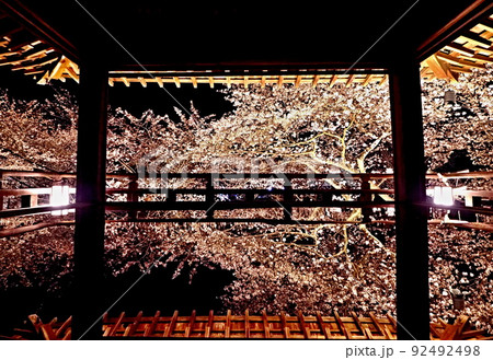 三井寺の夜桜 三井寺の夜桜 92492498