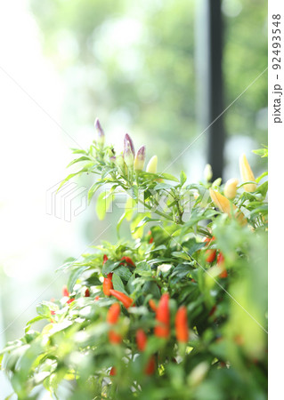 Red and green chili pepper plants closeup 92493548