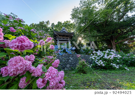 日本 北海道 紫陽花 花畑 有珠善光寺 花 日本 北海道 紫陽花 花畑 有珠善光寺 花 92494025