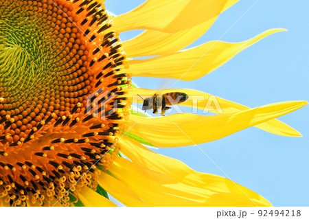 ヒマワリにやってきたミツバチ 92494218