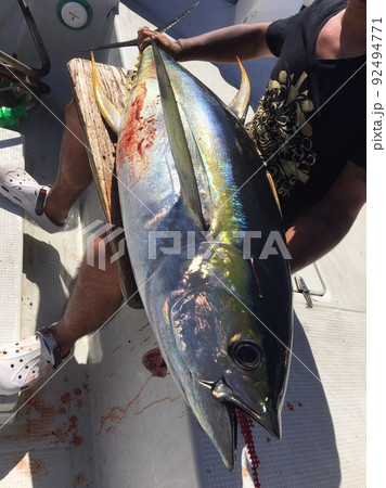 久米島で釣ったマグロ 92494771