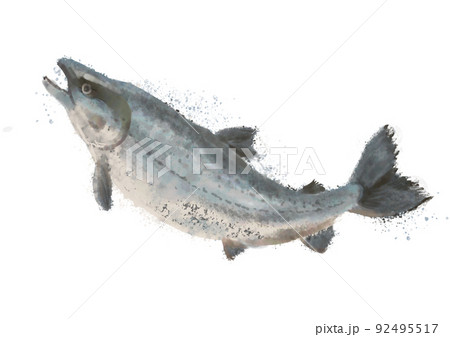 手描きのシャケ01 手描きのシャケ01 92495517