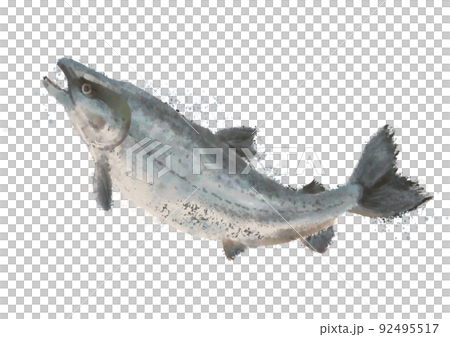 手描きのシャケ01 手描きのシャケ01 92495517