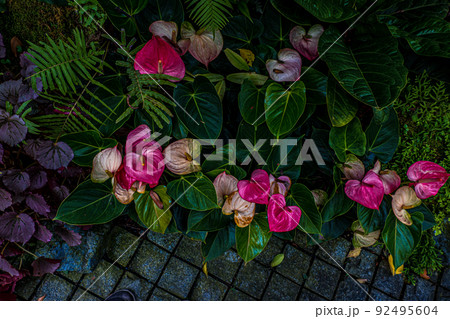 Green nature of Fern and trees in tropical garden nture background. Green nature of Fern and trees in tropical garden nture background. 92495604