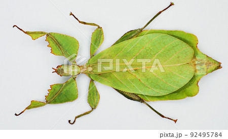 Leaf insect Phyllium celebicum isolated on white. Amazing green large tropical insect that looks like a tree leaf. Collection insects, mimicry, Mantidae. Phasmidae. Entomology. 92495784