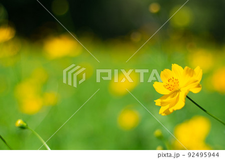 Yellow cosmos flowers with nature landscape background. cosmos flower close up view Yellow cosmos flowers with nature landscape background. cosmos flower close up view 92495944
