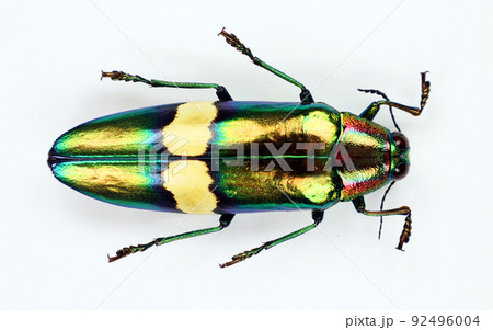 Beetle isolated on white. Metallic green iridescent jewel beetle Chrysochroa saundersi macro. Collection beetles, buprestidae, entomology, coleoptera, insects Beetle isolated on white. Metallic green iridescent jewel beetle Chrysochroa saundersi macro. Collection beetles, buprestidae, entomology, coleoptera, insects 92496004