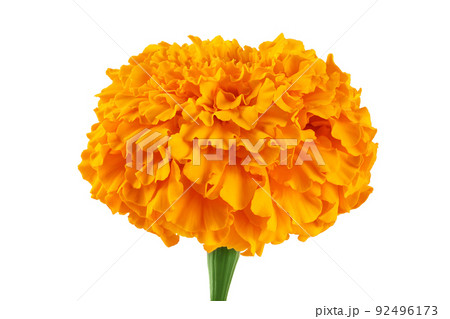 fresh marigold or tagetes erecta flower isolated on white background with full depth of field. 92496173