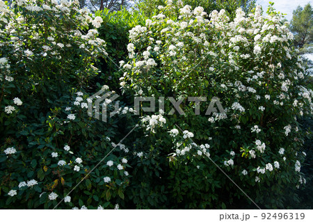 Tin laurel (Viburnum tinus) blooming 92496319