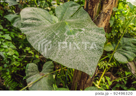 After the eruption of the volcano. Plants covered with ash from a volcano 92496320