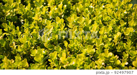 Portulacaria afra porkbush jade plant with green succulent leaves 92497907