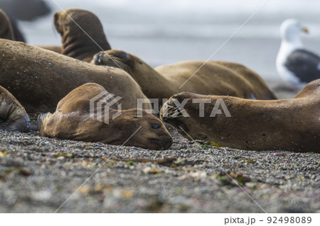 Sea lion puppy, on beach breeding colony,Peninsula Valdes, Patagonia Sea lion puppy, on beach breeding colony,Peninsula Valdes, Patagonia 92498089