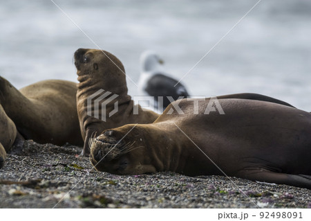 Sea lion puppy, on beach breeding colony,Peninsula Valdes, Patagonia Sea lion puppy, on beach breeding colony,Peninsula Valdes, Patagonia 92498091