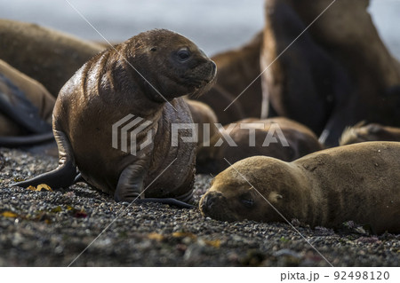 Sea lion puppy, on beach breeding colony,Peninsula Valdes, Patagonia Sea lion puppy, on beach breeding colony,Peninsula Valdes, Patagonia 92498120