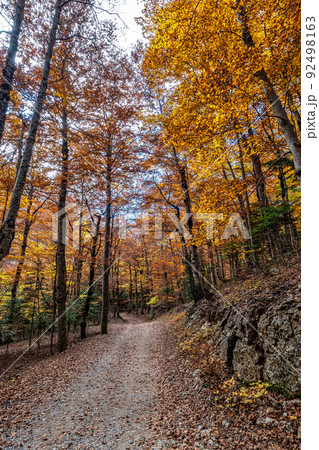Colorful beech fall forest in Ordesa and Monte Perdido NP, Pyrenees, Aragon in Spain 92498163