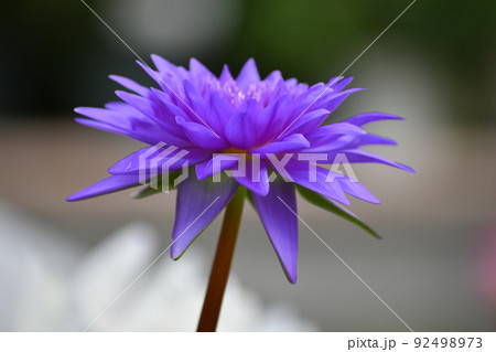 紫のスイレンの花 紫のスイレンの花 92498973