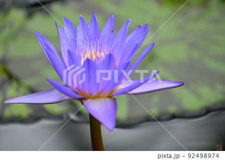 紫のスイレンの花 紫のスイレンの花 92498974