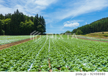 結球前の白菜畑【長野県】 92498980