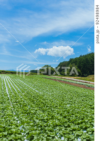 結球前の白菜畑【長野県】 92498984