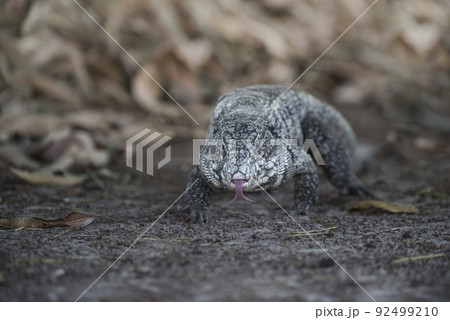 Argentine Black and white Tegu Lizard,Pantanal,Brazil Argentine Black and white Tegu Lizard,Pantanal,Brazil 92499210