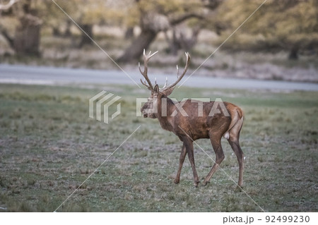 Red deer rut season, La Pampa, Argentina 92499230