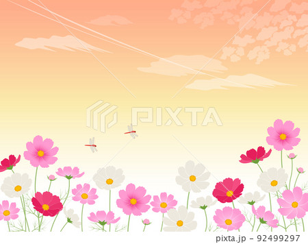 Sunset and cosmos field_image background - Stock Illustration ...