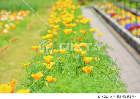 ハナビシソウの花 ハナビシソウの花 92499347