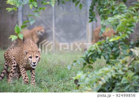チーター 92499856