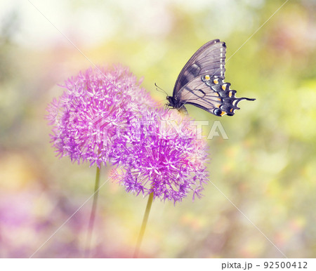 Butterfly feeds on Flower Butterfly feeds on Flower 92500412